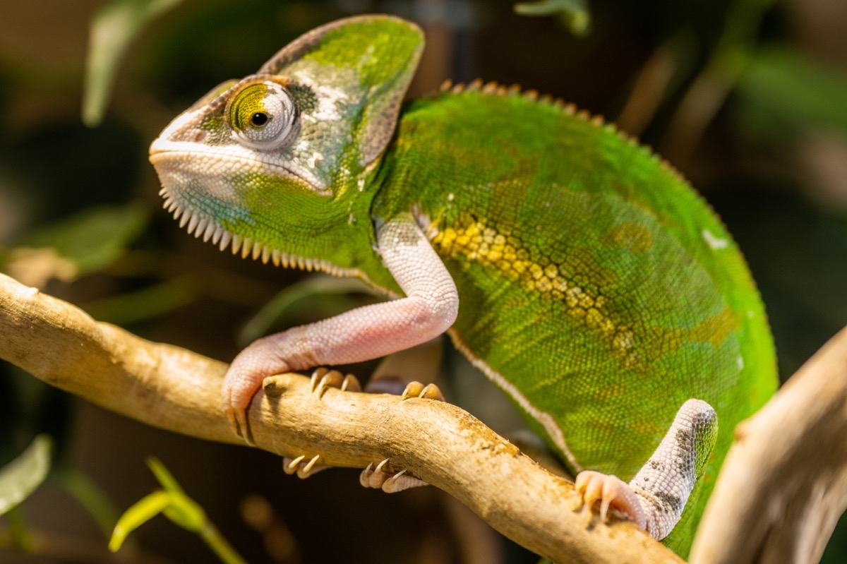 Zuwachs im Vivarium mit neuem Chamäleon