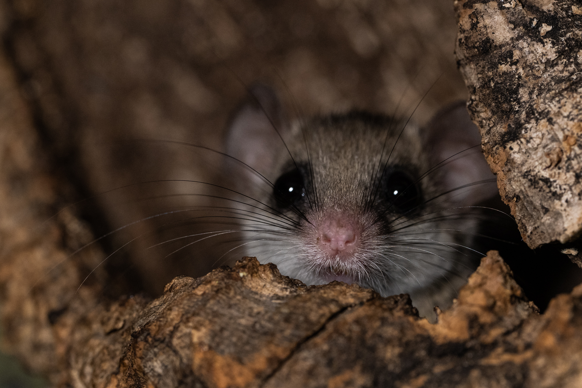 Zuwachs im Vivarium – die Afrikanischen Zwergschläfer